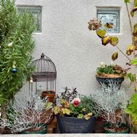 ローズマリー,アナベル,ヒューケラ キャラメル,キンギョソウ シルバーピンク,キンギョソウ ブラン ルージュの画像