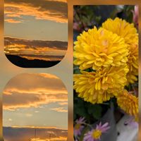 インパチェンス,アメリカンブルー,キク,シクラメン,シュウメイギクの画像