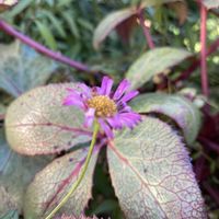 エリゲロン,花のある暮らし,紅葉（こうよう）,緑のある暮らし,原種系クリスマスローズの画像