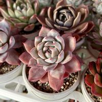 ミセバヤ,火祭り,スアベオレンス,ブルーバード,フリル咲きパンジー　クラッピングの画像