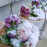 スノードロップ,パンジー ローブドゥアントワネット,ローブ・ドゥ・アントワネット・ロココ,花のある暮らし,岩手県の画像