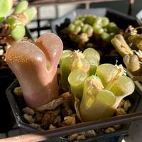 オフタルモ,オフタルモ,ドルステニア・フォエチダ,多肉植物,コノフィツム属の画像