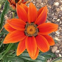 ガザニア,お出かけ先にての画像