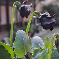 七宝樹,七宝樹,七宝樹,シロバナリュウキュウコスミレ,シロバナリュウキュウコスミレの画像