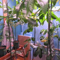 パキラ,パキラ,パキラ ミルキーウェイ,パキラ・アクアティカ,観葉植物の画像