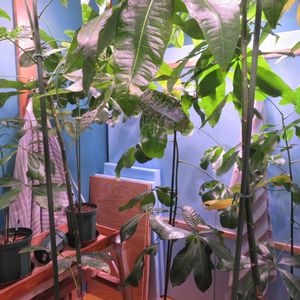 パキラ,パキラ,パキラ ミルキーウェイ,パキラ・アクアティカ,観葉植物の画像