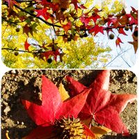 サルスベリ,ドウダンツツジ,イチョウ,ナンキンハゼ,モミジバフウの画像