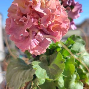 数珠珊瑚(ジュズサンゴ),パンジー　ローヴドゥアントワネット,ジュズサンゴ　絣,ネメシア コットン,ジャメスブリテニア サファリ モーブスカイの画像