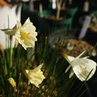 スイセン,アカンサス モリス,ナルキッスス・カンタブリクス,アカンサス モリス 'タスマニアンエンジェル',ガーデニングの画像