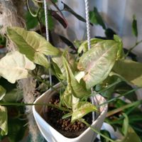 シンゴニウム,観葉植物,晩酌と観葉植物の画像