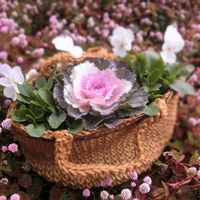 ビオラ,ポリゴナム（ヒメツルソバ）,葉牡丹（はぼたん）,ガーデニング,ナチュラルガーデンの画像