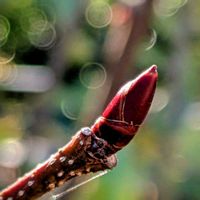 マルバノキ,ユーパトリウム,西洋フジバカマ,ベニマンサク,冬芽と葉痕の画像