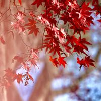 公園,挿し木,面白い,黄色,花のある暮らしの画像