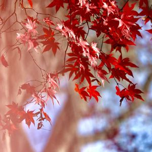 公園,挿し木,面白い,黄色,花のある暮らしの画像