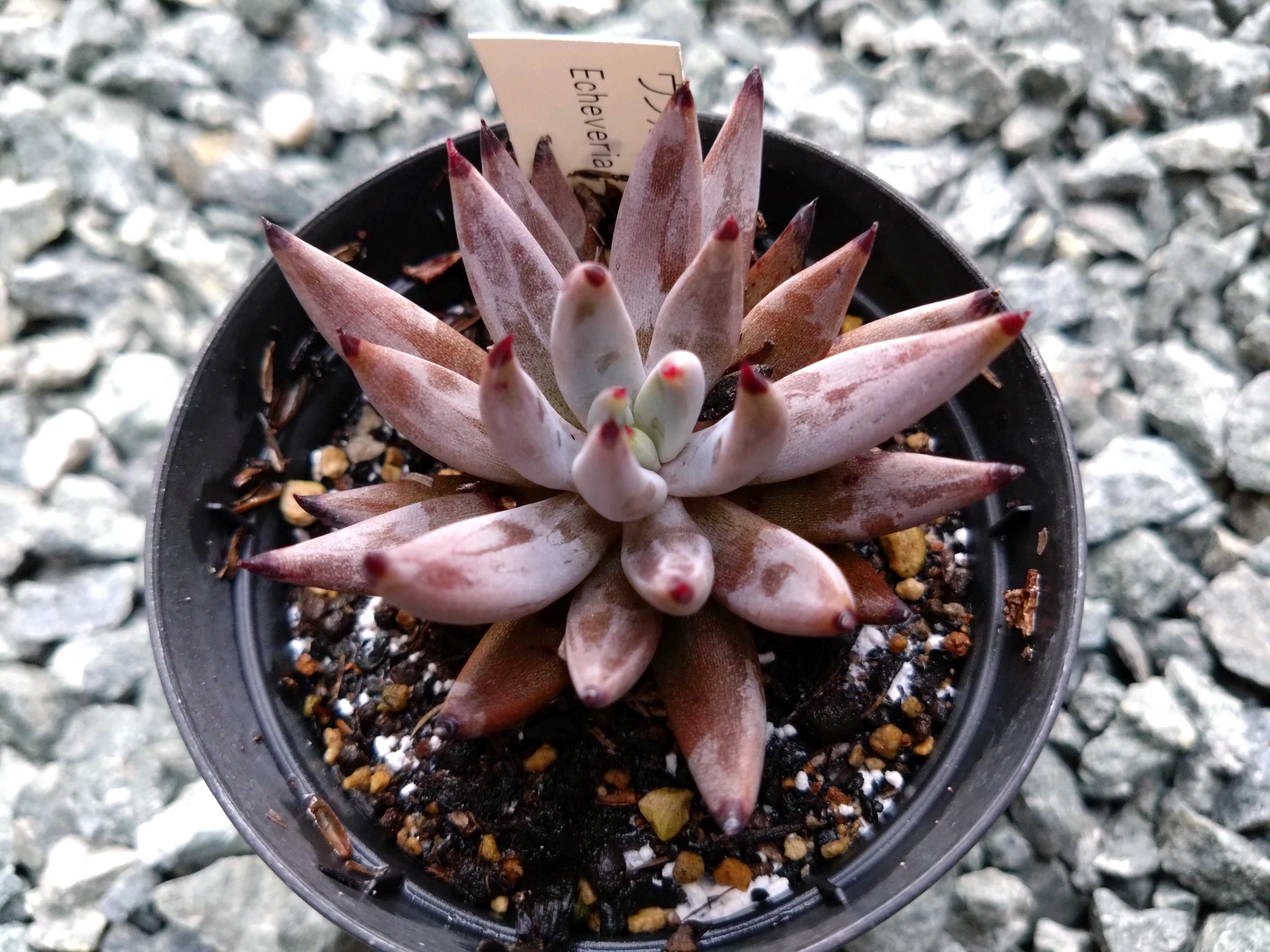 黒爪ザラゴーサの育て方｜🍀GreenSnap（グリーンスナップ）