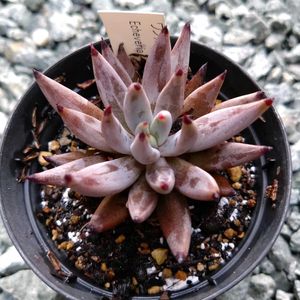 黒爪ザラゴーサ,ハルビンゲリ×サンチェスメヨダラエ,オリジナル交配苗,オリジナル交配苗,ウンガコロラータの画像