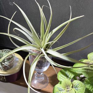チランジア,カピタータ,カピタータ ピーチ,観葉植物,グリーンのある暮らしの画像