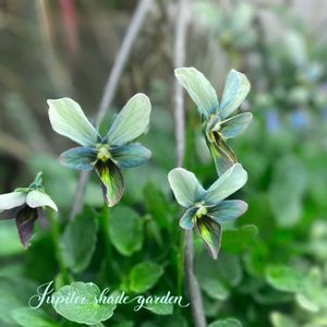 パンジー・ビオラ,パピヨンワールド,すみれ図鑑,寄せ植え,ナチュラルガーデンの画像