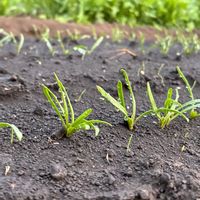 レタス,ほうれん草,多肉ラボ©,家庭菜園の画像