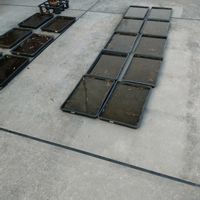 パキポディウム・グラキリス,パキポディウム・グラキリス,パキポディウム・グラキリス,パキポディウム・ホロンベンセ,ドルステニア・フォエチダの画像