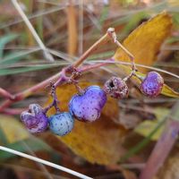 ノブドウ,ノブドウ,山野草,野草,落葉つる性木本の画像