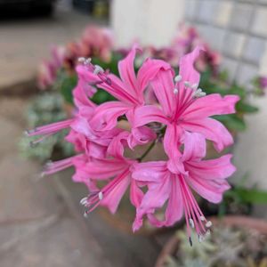 プリザーブドフラワー,ダイアモンドリリー,12月,ビンクの花♡,アレンジメントの画像