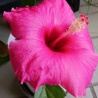 ハイビスカス,キラキラしてるーっ！,楽しみを有難う❗,ドキドキワクワク,魅力的✩°｡⋆の画像