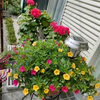 カリブラコア,キク,ゼラニウム,ヒモゲイトウ,ガーデニングの画像