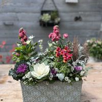 アリッサム,シロタエギク,フランネルフラワー,葉牡丹,ヘリクリサム ホワイトシップの画像