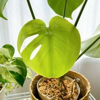 シェフレラ,ポトス,モンステラ,セローム,観葉植物の画像