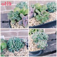 桜牡丹,子宝草,シャーロット,エケベリア アルケイン,オデロイの画像