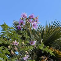 クジャクサボテン,皇帝ダリア,オキザリス雅,キュンキュン乙女倶楽部,もんもんチャン♡見守り隊の画像