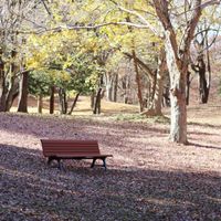 サザンカ,ロウバイ,花のある暮らし,緑のある暮らし,HTCの画像