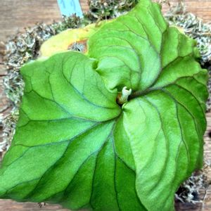 プラティケリウム リドレイ,ドリナリア クエルシフォリア,プラティケリウム ビフルカツム ドイトン,観葉植物,ウラボシ科の画像