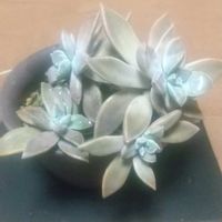 朧月,ベランダの画像