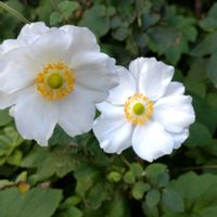 鉢植え,ガーデニング,散策,クリスマスツリー,植え込みの画像