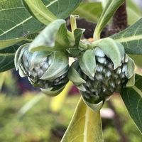 ミツマタ,イヌホオズキ,街ブラの画像