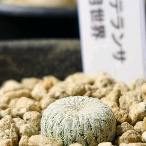 サボテン,エピテランサ 月世界,子株,観葉植物,エピテランサの画像