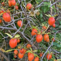 カキ,オステオスペルマム,イロハモミジ,プラタナス,ロウヤガキの画像