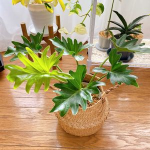 セローム,観葉植物,ダイソー,ダイソー産,100均観葉植物の画像