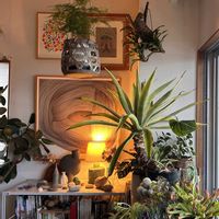 サフラン,ゴムの木,アガベ・ベネズエラ,アスパラガス,パンダガジュマルの画像