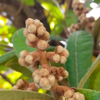 ザクロ,ビワ,花のある暮らし,鉢植え果実,GSに感謝。の画像