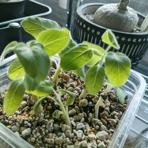 ウンカリーナ,ウンカリーナ ルーズリアナ,2025☆りん☆のウンカリーナの実,多肉植物,塊根植物の画像