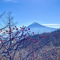 ノイバラ,ローズヒップ,フジイバラ,山野草,赤い実の画像