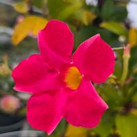 サンパラソル,サンパラソル,サンパラソル,鉢植え,屋上ガーデンの画像