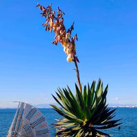 ユッカ,キミガヨラン,観葉植物,季節の花,青空の画像