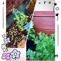 レースラベンダー,レースラベンダー バイオレット,花のある暮らし,GSに感謝。,わんこと暮らすの画像