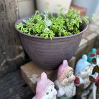 ニゲラ,種まき,のびのび〜君,Tom君,アークトチス挿し芽の画像