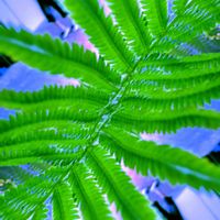 クサソテツ,クサソテツ(コゴミ),コゴミ（クサソテツ）,毎月４日はシダの日」,クサソテツの若芽（こごみ）の画像