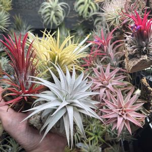 チランジア,エアプランツ,エアプランツ チランジアの画像